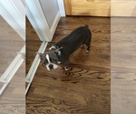 Small Photo #4 Boston Terrier Breeder Profile in HOWELL, NJ, USA