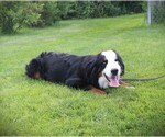 Small Photo #2 Bernese Mountain Dog Breeder Profile in BAYARD, NE, USA