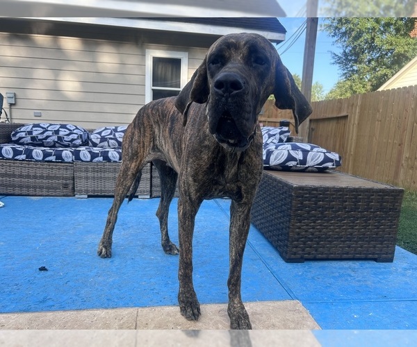 Medium Photo #4 Great Dane Breeder Profile in WILLIS, TX, USA