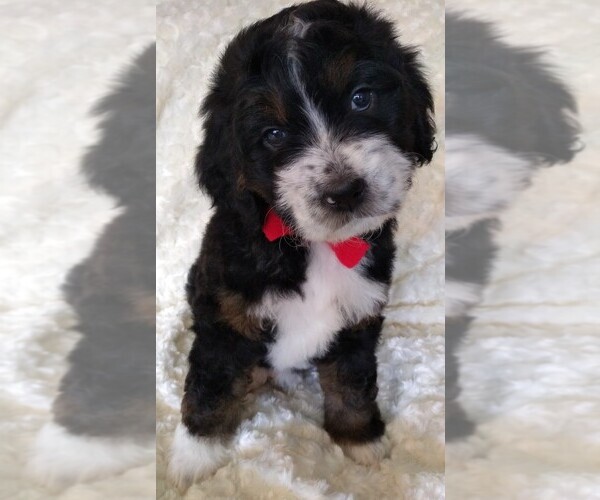 Medium Photo #5 Bernedoodle Breeder Profile in BONNERS FERRY, ID, USA
