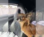 Small Photo #2 Chihuahua Breeder Profile in SAN ANTONIO, TX, USA