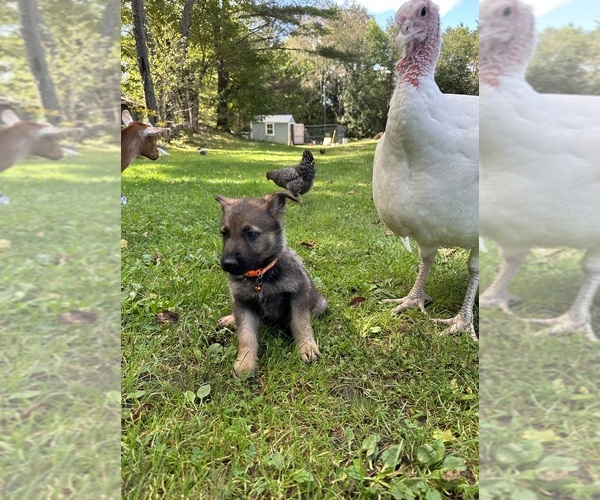 Medium Photo #12 German Shepherd Dog Breeder Profile in PERKINSVILLE, VT, USA