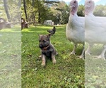 Small Photo #12 German Shepherd Dog Breeder Profile in PERKINSVILLE, VT, USA