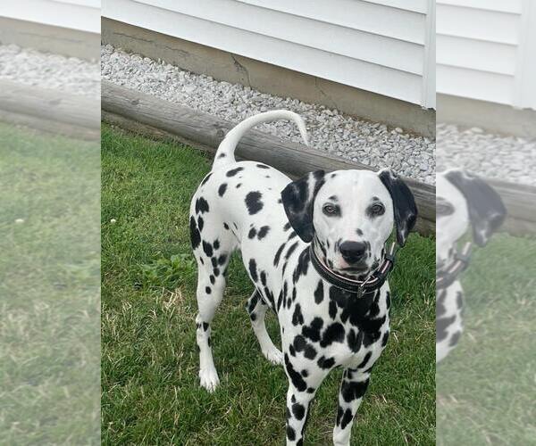 Medium Photo #3 Dalmatian Breeder Profile in LEIPSIC, OH, USA