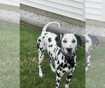Small Photo #5 Dalmatian Breeder Profile in LEIPSIC, OH, USA