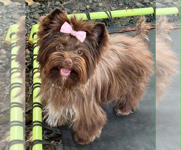 Medium Photo #1 Yorkshire Terrier Breeder Profile in KEITHVILLE, LA, USA