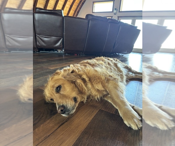 Medium Photo #3 Golden Retriever Breeder Profile in ROCHESTER, MN, USA