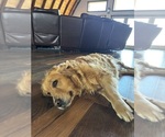 Small Photo #3 Golden Retriever Breeder Profile in ROCHESTER, MN, USA