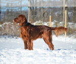 Small Photo #2 Irish Setter Breeder Profile in CLEVELAND, TN, USA