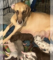 Mother's photo