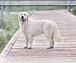 Small Photo #2 English Cream Golden Retriever Breeder Profile in MEDFORD TOWNSHIP, NJ, USA