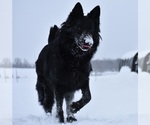 Small Photo #1 German Shepherd Dog Breeder Profile in FORT PLAIN, NY, USA