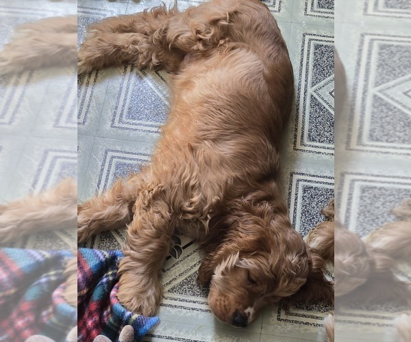 Medium Photo #2 Cocker Spaniel Breeder Profile in HOLYOKE, MA, USA