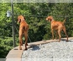 Small Photo #7 Vizsla Breeder Profile in ROYSTON, GA, USA