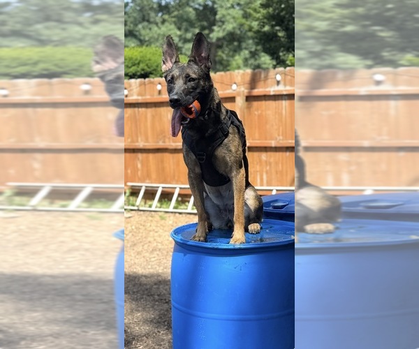 Medium Photo #1 Belgian Malinois-Dutch Shepherd Dog Mix Breeder Profile in OAK FOREST, IL, USA