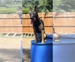 Small Photo #4 Belgian Malinois-Dutch Shepherd Dog Mix Breeder Profile in OAK FOREST, IL, USA