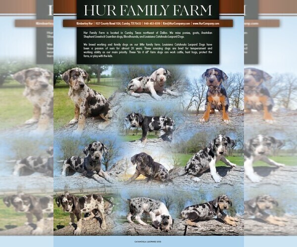 Medium Photo #2 Bloodhound-Catahoula Leopard Dog Mix Breeder Profile in CUMBY, TX, USA