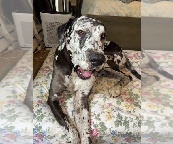 Medium Photo #2 Cane Corso-Great Dane Mix Breeder Profile in BROOKFIELD, MA, USA