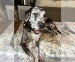 Small Photo #2 Cane Corso-Great Dane Mix Breeder Profile in BROOKFIELD, MA, USA