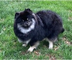 Small Photo #1 Pomeranian Breeder Profile in DENVER, CO, USA