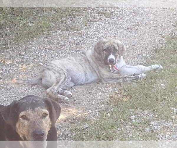 Medium Photo #4 Anatolian Shepherd Breeder Profile in CUMBY, TX, USA