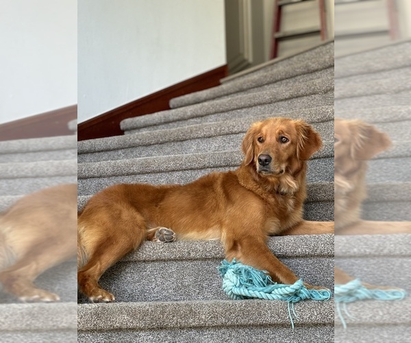 Medium Photo #1 Golden Retriever Breeder Profile in SHINGLE SPRINGS, CA, USA