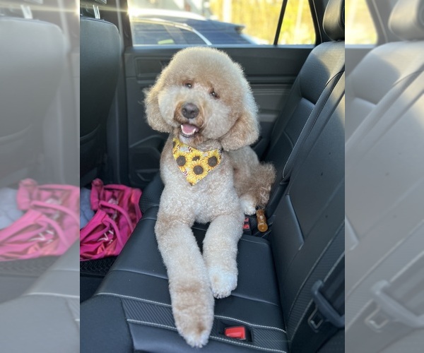 Medium Photo #5 Goldendoodle Breeder Profile in GIBSONTON, FL, USA