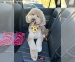 Small Photo #5 Goldendoodle Breeder Profile in GIBSONTON, FL, USA
