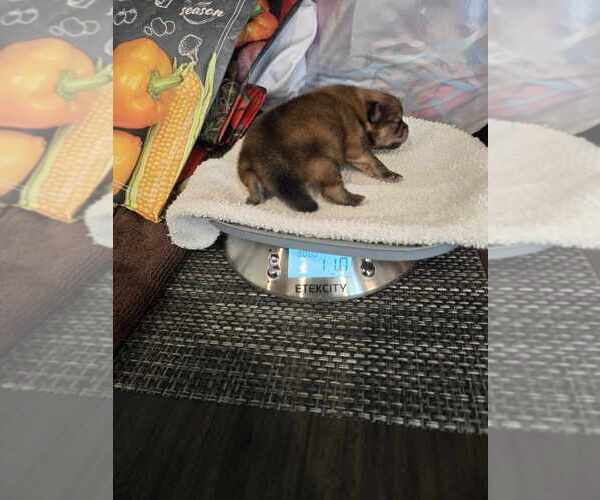 Medium Photo #5 Pomeranian Breeder Profile in MENIFEE, CA, USA