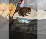 Small Photo #5 Pomeranian Breeder Profile in MENIFEE, CA, USA