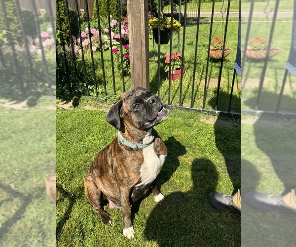 Medium Photo #1 Boxer Breeder Profile in LANSING, MI, USA