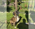 Small Photo #1 Boxer Breeder Profile in LANSING, MI, USA