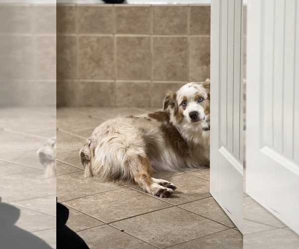 Medium Photo #6 Australian Shepherd Breeder Profile in GREER, SC, USA