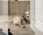 Small Photo #6 Australian Shepherd Breeder Profile in GREER, SC, USA