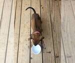 Small Photo #6 Rhodesian Ridgeback Breeder Profile in ONEIDA, TN, USA