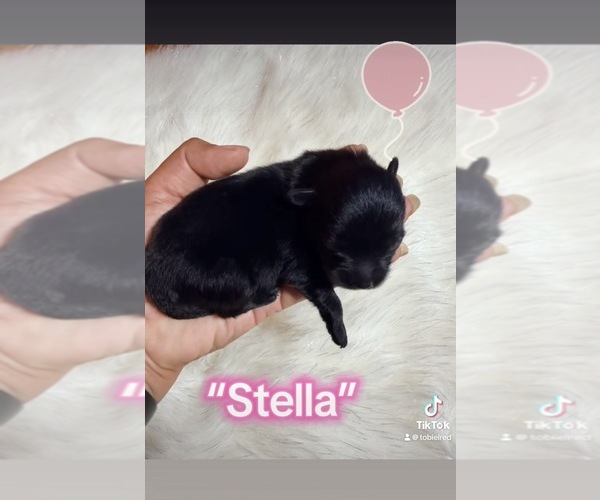 Medium Photo #2 Pomeranian Breeder Profile in JOLIET, IL, USA