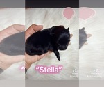 Small Photo #2 Pomeranian Breeder Profile in JOLIET, IL, USA