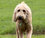 Small Photo #2 Goldendoodle Breeder Profile in SARASOTA, FL, USA