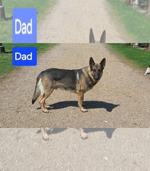 Father's photo