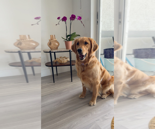 Medium Photo #5 English Cream Golden Retriever Breeder Profile in DEERFIELD BEACH, FL, USA