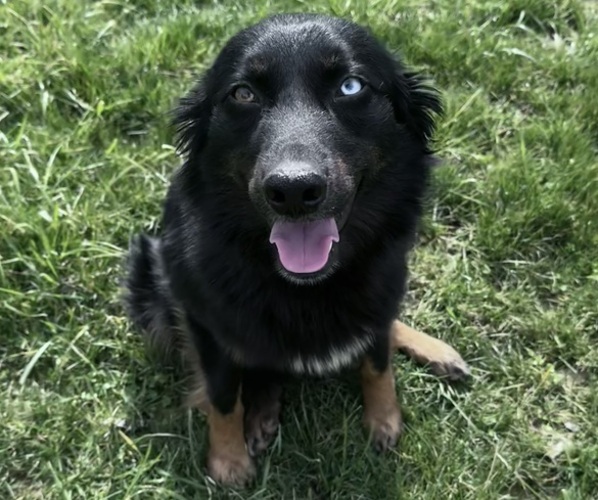 Medium Photo #1 Australian Shepherd Breeder Profile in CHRISTIANA, TN, USA