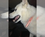Small Photo #2 Swiss Shepherd-Timber Wolf Mix Breeder Profile in MAD RIVER, CA, USA