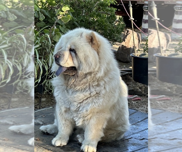 Medium Photo #1 Chow Chow Breeder Profile in FONTANA, CA, USA