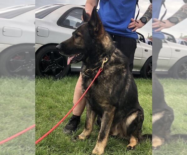 Medium Photo #4 German Shepherd Dog Breeder Profile in NEWVILLE, PA, USA