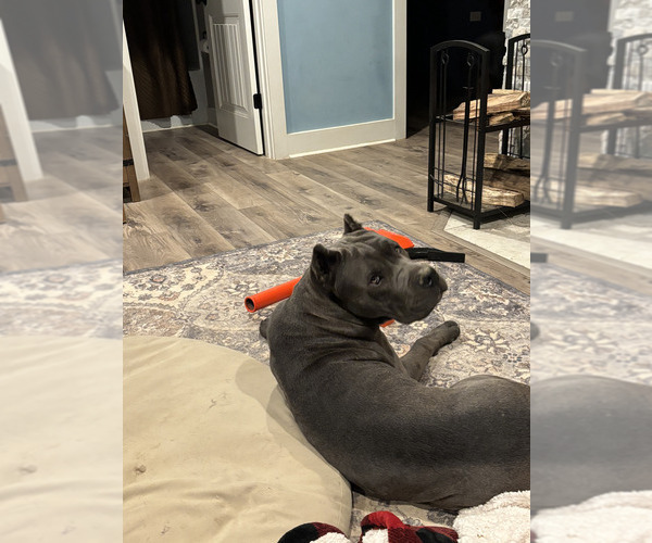 Medium Photo #3 Rotticorso Breeder Profile in REEVESVILLE, SC, USA