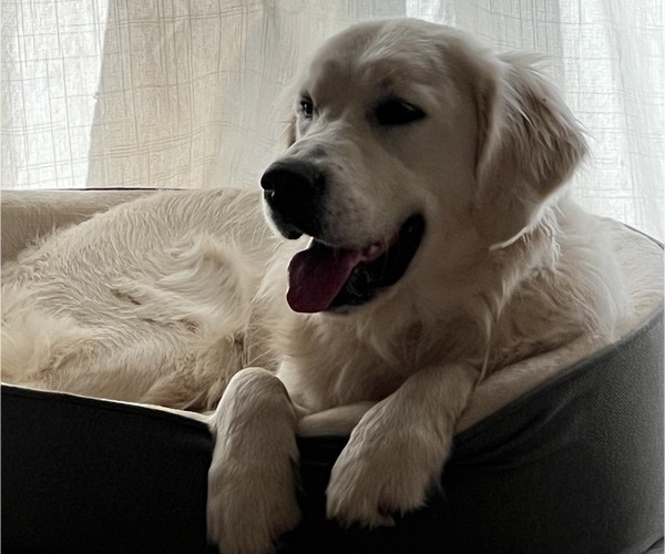 Medium Photo #1 English Cream Golden Retriever Breeder Profile in PLYMOUTH, CA, USA