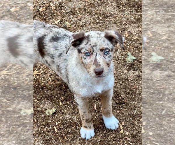 Medium Photo #12 Border Kelpie Breeder Profile in CAMAS, WA, USA