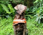 Small Photo #2 Labrador Retriever Breeder Profile in MODESTO, CA, USA
