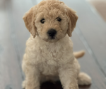 Small Photo #3 Labradoodle Breeder Profile in VALENCIA, CA, USA