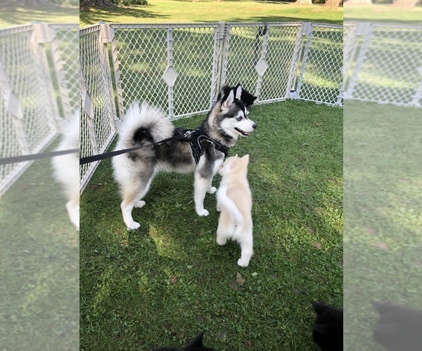 Medium Photo #5 Pomsky Breeder Profile in VENUS, PA, USA